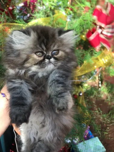 Gato Persa lindos filhotinhos com aparência top