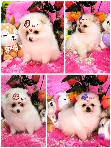 Lulu da Pomerânia Anãs fêmeas