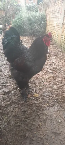 Galos puros