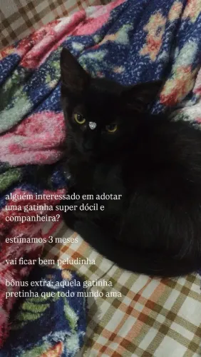 doa-se gatinha preta 3 meses peludinha
