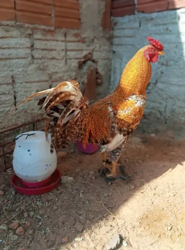 Vendo 2 Frango carijó 