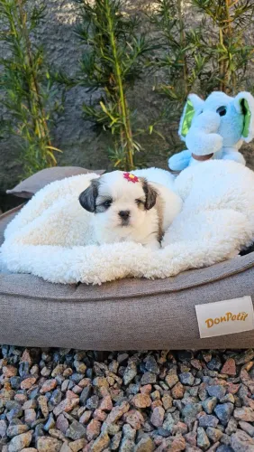 Shihtzu prontos para entrega, criação legalizada, até 12x no cartão.