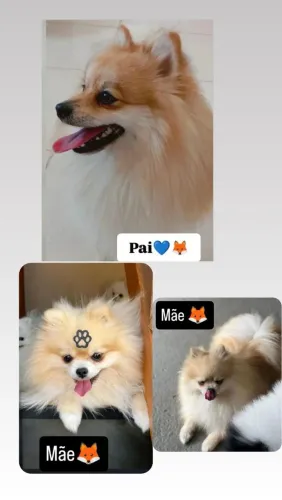 Vendo lindos filhotes de Spitz alemão anão