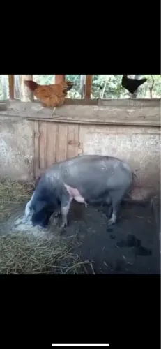 Vendo porca parida