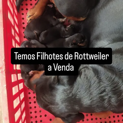 Filhote de rottweiler à venda