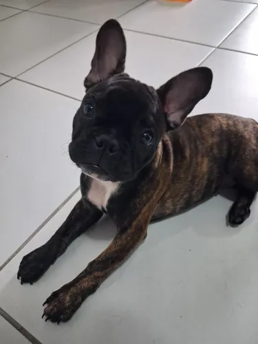 Bulldogue Francês