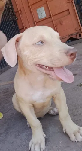 Vendo filhote Pit monster 
