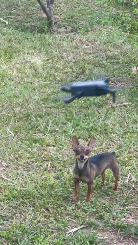 Vendo Pintcher fêmea 