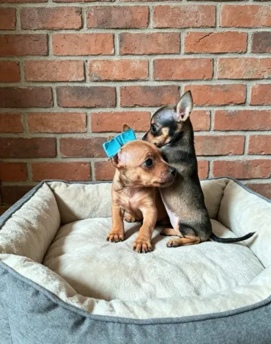 Pinscher