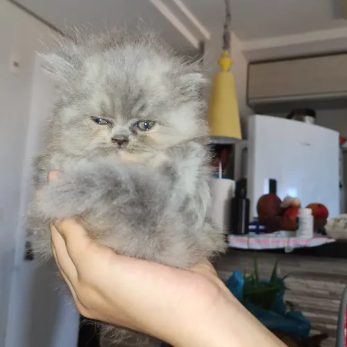 Filhote de Gato Persa