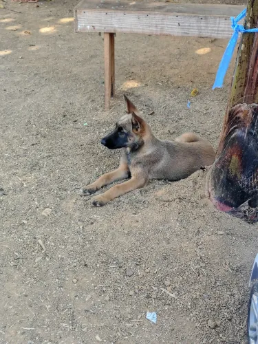 Pastor belga malinois 