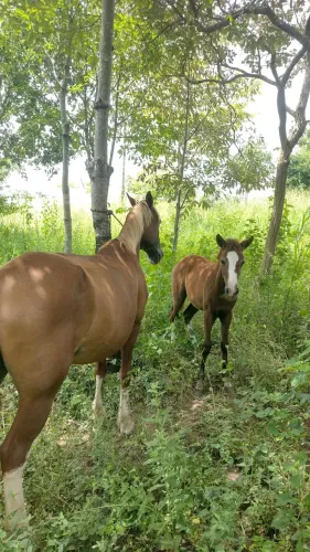 cavalo