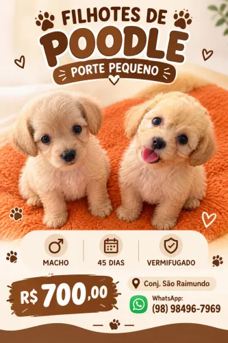 Vendo cachorrinhos poodle toy