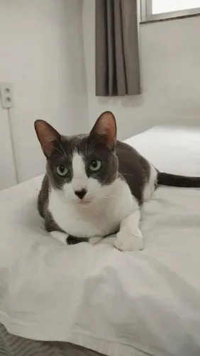 Doação de gatinha manhosa do RJ