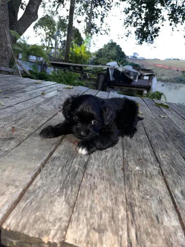 Shih tzu