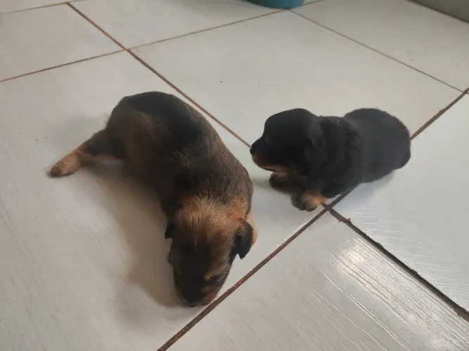 Vendo 2 filhotes machos de mistura de pintcher 
