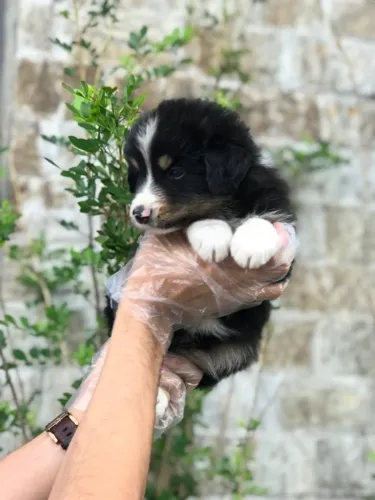 Filhote Border Collie | O Parceiro Perfeito Para Sua Família