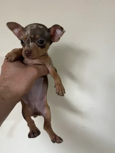 Pinscher fêmea zero disponível 