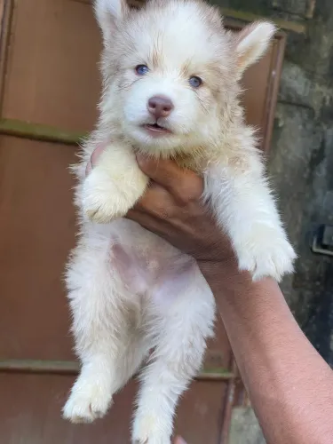 Husky siberiano