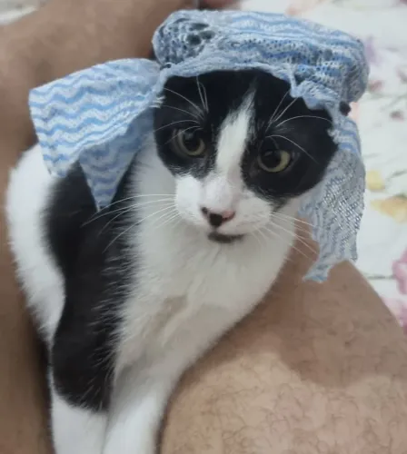 Filhote gato frajola para adoção 