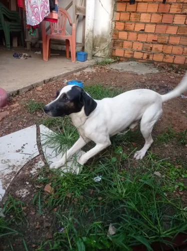 Cachorro
