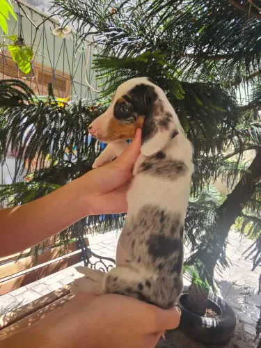Dachshund merle raro leia a descrição 