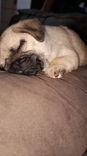 Pug filhote