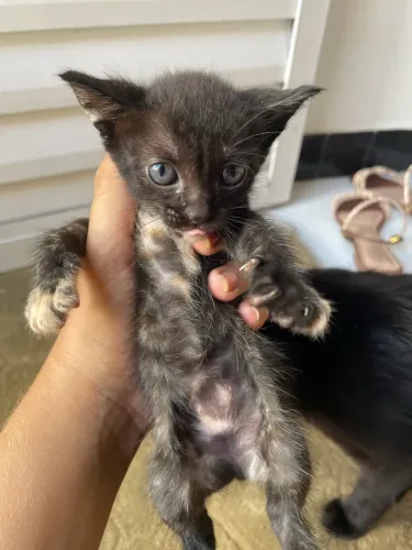Gatinho para adoção
