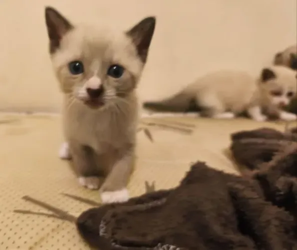Gatinhos filhotes para adoção 