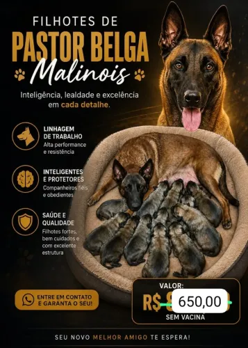 Pastor belga malinois