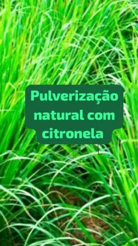Pulverização natural com citronela
