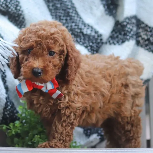 Poodle Toy Red: Entregamos no conforto da sua residencia 