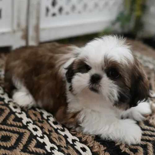 Mude a rotina da sua casa com a alegria de un Shih tzu
