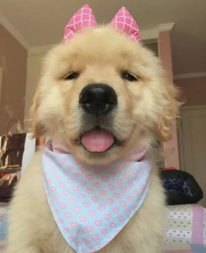 Golden um montinho de amor