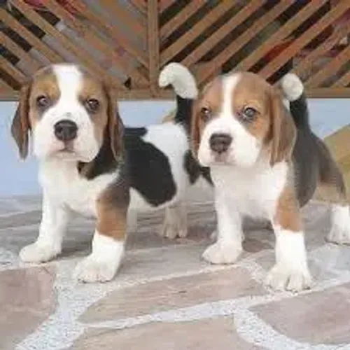 beagle Ele late quando sente algo.