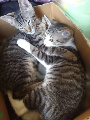 Doação Filhotes de Gatos