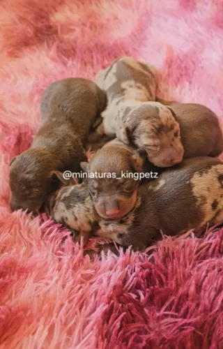 Dachshund Miniatura com kaninchen ( menor padrão da raça )