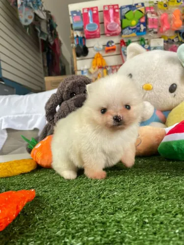 Spitz alemão machinho mini