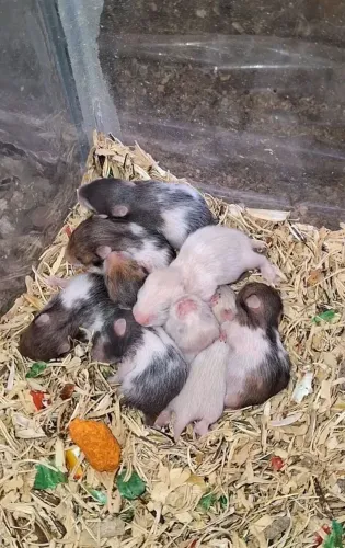 Hamsters Sirios Diversas cores