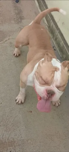 American bully (MACHO CHOCOLATE BRANCO) Para cruzar