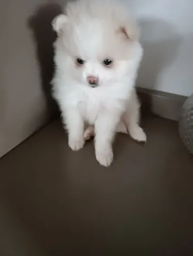 Spitz Alemão lulu da Pomerânia fêmea 