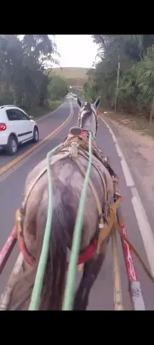 cavalo de charrete