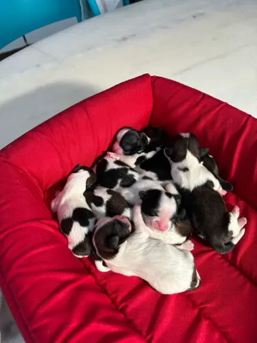 FILHOTES DE SHIH TZU DISPONÍVEIS! 