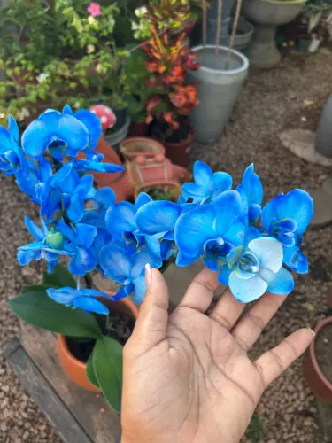 Orquídea azul