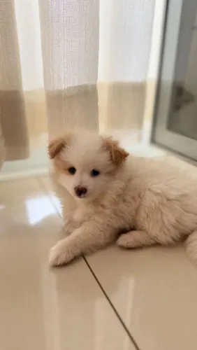 Lulu da Pomerania MACHO (raça pura)