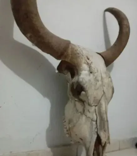 Cabeça de Boi Gigante 