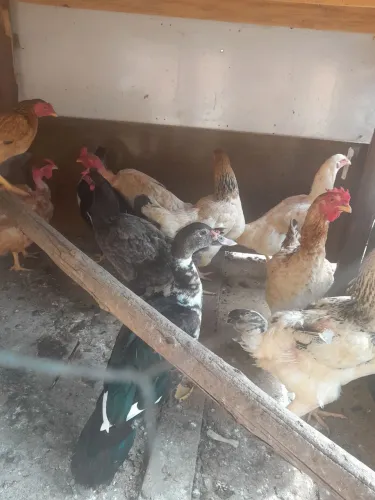 Galinhas e patos