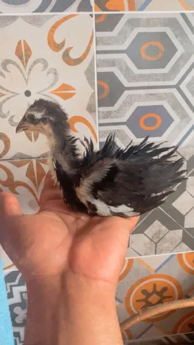 Pintinhos de Galinha sura
