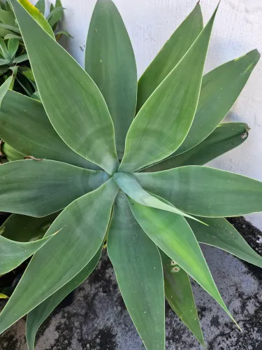 Planta grande