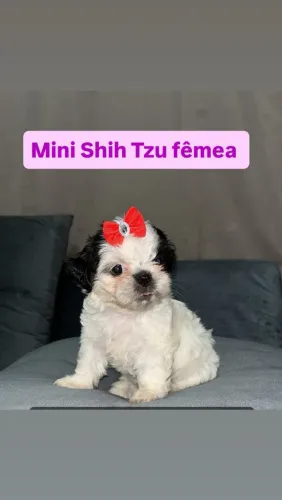 Cachorro
